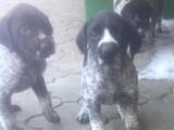 Собаки, щенки Немецкая жесткошерстная легавая, цена 2500 Грн., Фото