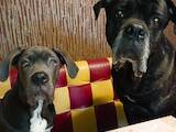 Собаки, щенята Кане Корсо, Фото