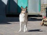 Собаки, щенята Безпорідна, ціна 10 Грн., Фото