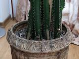 Домашние растения Кактусы, цена 7500 Грн., Фото