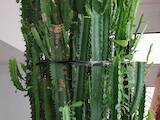 Домашні рослини Кактуси, ціна 7500 Грн., Фото