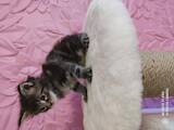 Кошки, котята Мэйн-кун, цена 8000 Грн., Фото