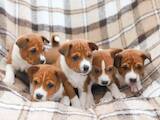 Собаки, щенки Басенджи, цена 23000 Грн., Фото