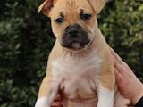 Собаки, щенки Американский стаффордширский терьер, цена 9000 Грн., Фото