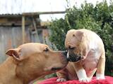 Собаки, щенята Американський стаффордширський тер'єр, ціна 9000 Грн., Фото