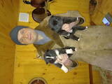 Собаки, щенки Русско-Европейская лайка, цена 2300 Грн., Фото