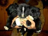 Собаки, щенки Русско-Европейская лайка, цена 2300 Грн., Фото
