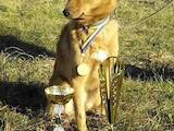 Собаки, щенята Російсько-Європейська лайка, ціна 950 Грн., Фото