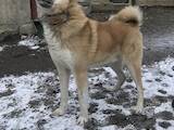 Собаки, щенята Західно-Сибірська лайка, ціна 50 Грн., Фото