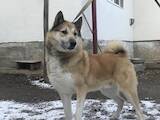 Собаки, щенята Західно-Сибірська лайка, ціна 50 Грн., Фото