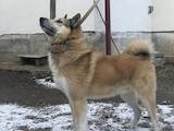 Собаки, щенки Западно-Сибирская лайка, цена 50 Грн., Фото