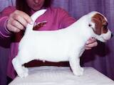Собаки, щенки Джек Рассел терьер, цена 25000 Грн., Фото