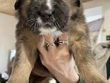 Собаки, щенята Тибетський мастиф, ціна 8000 Грн., Фото