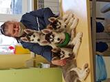 Собаки, щенята Сибірський хаськи, ціна 6000 Грн., Фото