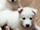 Собаки, щенята Сибірський хаськи, ціна 6000 Грн., Фото