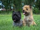 Собаки, щенята Кернтерьер, ціна 27000 Грн., Фото