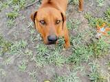 Собаки, щенята Родезійського ріджбек, Фото