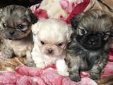 Собаки, щенки Пекинес, цена 2400 Грн., Фото