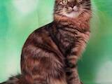 Кошки, котята Курильский бобтейл, цена 12000 Грн., Фото
