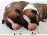 Собаки, щенки Американский стаффордширский терьер, цена 17000 Грн., Фото