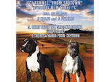 Собаки, щенята Американський стаффордширський тер'єр, ціна 17000 Грн., Фото