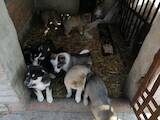 Собаки, щенята Західно-Сибірська лайка, ціна 900 Грн., Фото