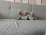 Собаки, щенята Веймарська лягава, Фото