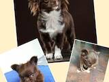 Собаки, щенки Чихуа-хуа, цена 17000 Грн., Фото