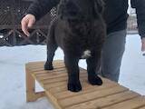 Собаки, щенки Кавказская овчарка, цена 13500 Грн., Фото