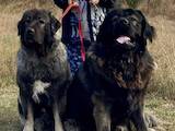 Собаки, щенята Кавказька вівчарка, ціна 13500 Грн., Фото