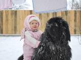 Собаки, щенята Ньюфаундленд, ціна 5000 Грн., Фото
