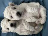 Собаки, щенки Бишон фрисе, цена 27000 Грн., Фото