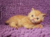 Кішки, кошенята Шотландська короткошерста, ціна 14000 Грн., Фото