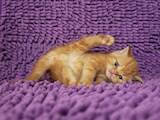 Кошки, котята Шотландская короткошерстная, цена 14000 Грн., Фото