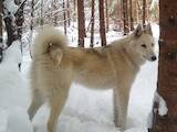 Собаки, щенки Западно-Сибирская лайка, цена 5000 Грн., Фото