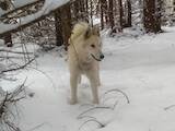 Собаки, щенята Західно-Сибірська лайка, ціна 5000 Грн., Фото