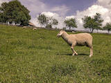 Животноводство,  Сельхоз животные Бараны, овцы, цена 12500 Грн., Фото