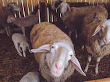 Тваринництво,  Сільгосп тварини Барани, вівці, ціна 12500 Грн., Фото