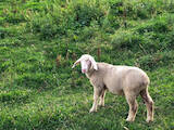 Животноводство,  Сельхоз животные Бараны, овцы, цена 12500 Грн., Фото