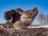 Тваринництво,  Сільгосп тварини Свині, ціна 1500 Грн., Фото