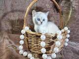 Кошки, котята Шотландская короткошерстная, цена 2800 Грн., Фото