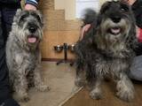 Собаки, щенята Міттельшнауцер, ціна 8000 Грн., Фото
