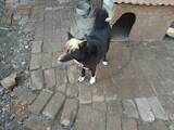 Собаки, щенята Російсько-Європейська лайка, ціна 10 Грн., Фото