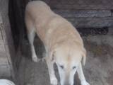 Собаки, щенята Російський хорт, ціна 6000 Грн., Фото