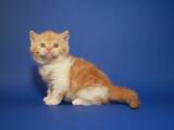 Кішки, кошенята Шотландська короткошерста, ціна 14000 Грн., Фото