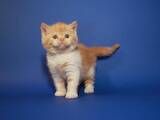 Кошки, котята Шотландская короткошерстная, цена 14000 Грн., Фото