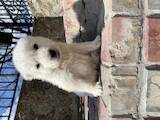Собаки, щенята Середньоазіатська вівчарка, ціна 4000 Грн., Фото