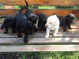 Собаки, щенки Лабрадор ретривер, цена 4000 Грн., Фото