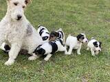 Собаки, щенки Жесткошерстный фокстерьер, цена 6000 Грн., Фото