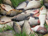 Продовольствие Рыба и рыбопродукты, цена 15 Грн./кг., Фото